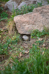 souslik d'Europe sortant de son trou