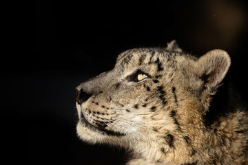 Naklejka premium Portrait d'une panthère des neiges