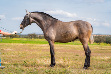 Obraz premium spanish horse
