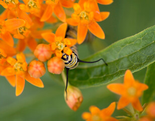 Monarch Caterpillar
