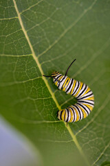 Monarch Caterpillar
