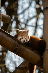 Fototapeta premium Panda roux allongé