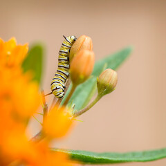 Monarch Caterpillar
