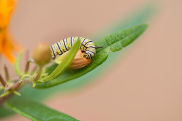 Monarch Caterpillar Eating

