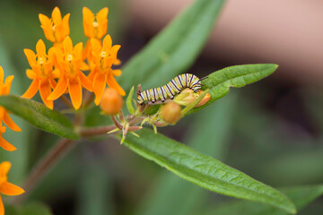 Monarch Caterpillar
