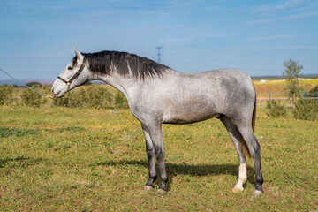 spanish horse