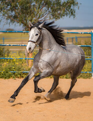 spanish horse