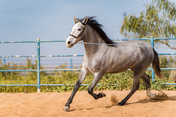 spanish horse