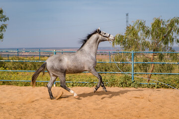 spanish horse