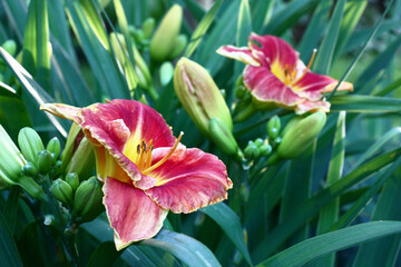 Fresh flowers, buds and leaves of a day lily in a summer shady garden.