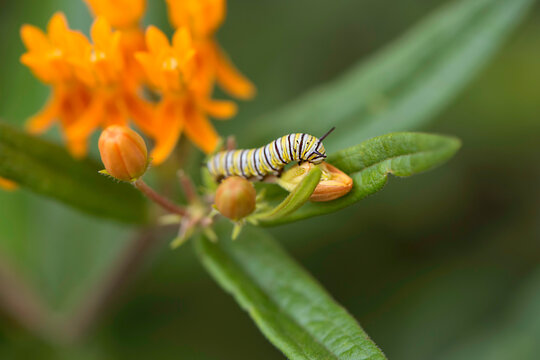 Monarch Caterpillar Eating
