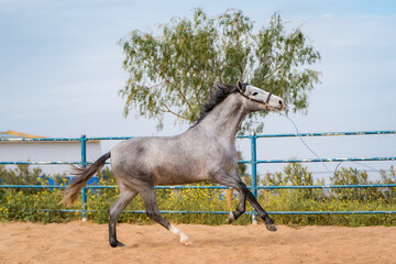 spanish horse