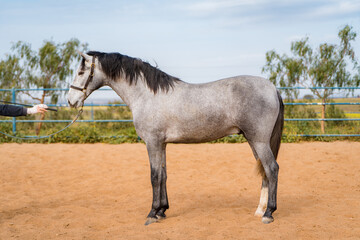 spanish horse