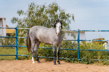 spanish horse