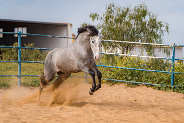 spanish horse