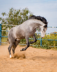 spanish horse