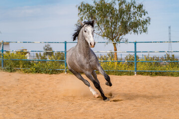 spanish horse