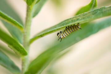 Monarch Caterpillar Baby
