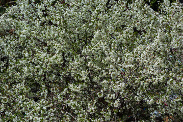 Vibrant cherry blossoms with selective focus