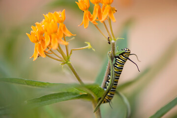 Monarch Caterpillar
