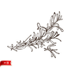 Hand drawn spring of fresh rosemary isolated on white background. Vector sketch for poster, web design, banner, card, flyer, icon, logo or badge.
