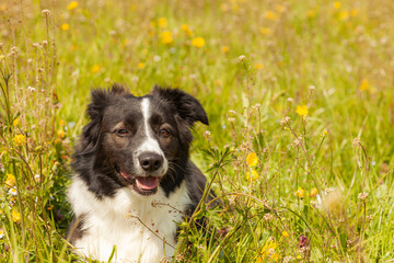 Border Collie dog lying in a meadow among colorful flowers on a sunny day.