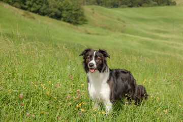 Portrait of a young Border Collie dog among green grass and red clover, Trifolium pratense, walking in the countryside.