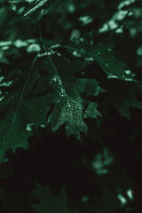 The drops on the leaves after the rain in the forest dark light. Background of darkness forest