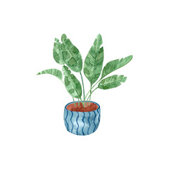 Watercolor illustration with a houseplant, house flowers, palm tree, a plant for the house, a single element on a white background. Flowers and plants, home decor.