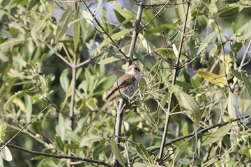 Yellow-billed shrike, Corvinella corvina