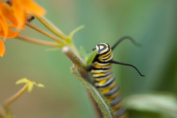 Monarch Caterpillar Adult
