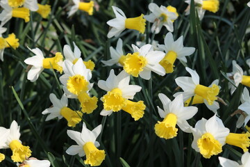 Obraz premium Full frame spring time image of bright yellow daffodils and foliage