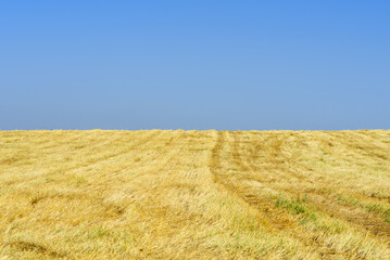 Yellow field on a sunny day with clear blue sky. Gold wheat fields after harvest and blue sky in sunny day. Copy space.