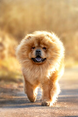 Beautiful dog breed Chow Chow runs in nature