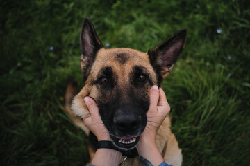 To hold with both hands happy muzzle of German Shepherd sitting in green grass. Owner touches and strokes dog. The love and devotion of four-legged human friend is visible in the eyes.