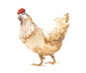 Light brown ocher hen with red comb and beard. Sketchy drawn illustration isolated on white background. Hand painted watercolor illustration