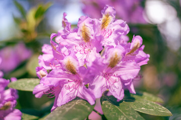 Purple rhododendron flowers close up.