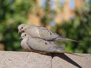 2 Doves On A Brick Wall