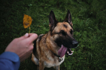 Dog is sitting in green grass in park and smiling with tongue sticking out and eyes closed. Hold one autumn yellow leaf in hand and show it to German Shepherd.