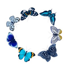 frame of blue, gray, orange, brown butterflies set isolated on white background