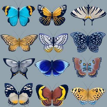 seamless pattern of blue, gray, orange, brown butterflies set isolated on white background