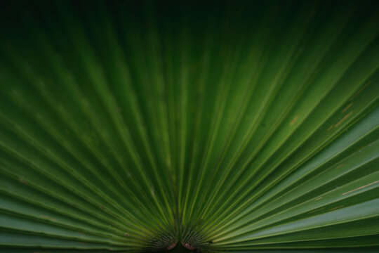 green palm leaf © johnkennedy