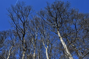 Kahle Baumkronen im Winter mit blauem Himmel