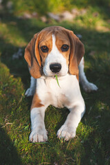 beagle puppy in the grass
