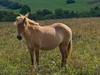 Naklejka na ściany i meble Island-Pferd auf einer Weide am Grenzlandhof im Bliesgau