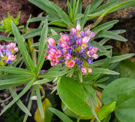 pink and purple flowers with green leaves in the garden