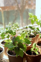 Vegetable seedlings on the windowsill Selective focus. Young tomato, pepper, leek plants frowing in upcycled containers.