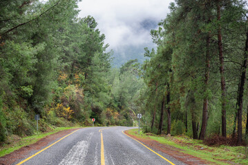 Scenic pine forest road