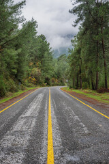 Scenic pine forest road
