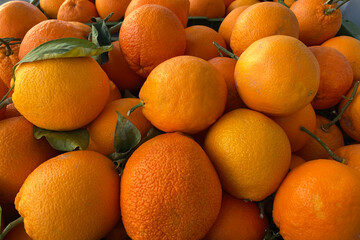 Fresh, organic, aromatic oranges on te vine.